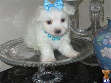maltese puppy posted by Elegant Babies